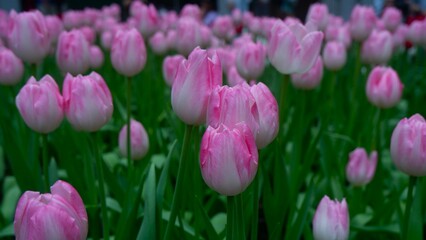 Fototapeta premium Close up of beautiful soft pink tulip field with its green leave, Gorgeous flower, romantic flower, flower background