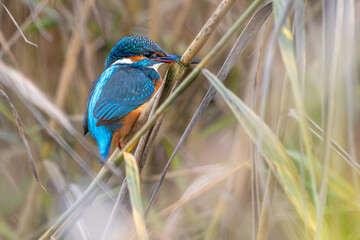 Eisvogel im Herbst auf einem Ast / Vogel / Kingfisher