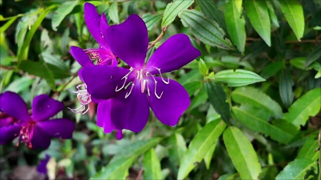 Pleroma semidecandrum, synonym Tibouchina semidecandra, the princess flower, glory bush, or lasiandra, is a flowering plant in the family Melastomataceae, native to southeast Brazil. 4k Video.