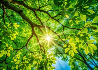 Obraz premium Captivating Candid Photography of Lush Green Tree Branches with Sunlight Filtering Through Leaves in a Serene Outdoor Setting, Perfect for Nature Lovers and Environmental Themes