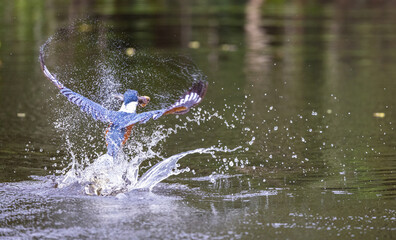 Ringed Kingfisher with reflection emerging from a splash in the water with a caught fish, in the Pantanal of Brazil