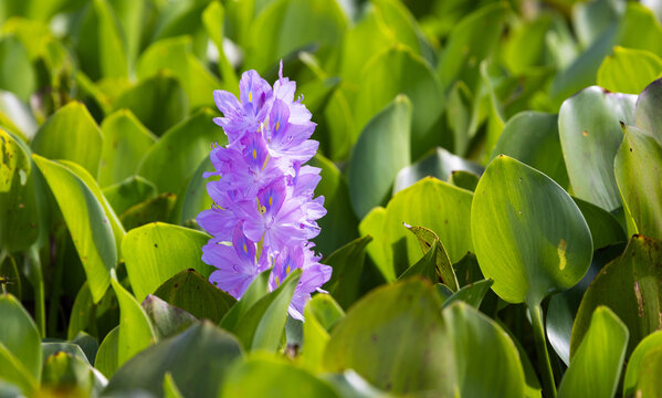 Fototapeta Water Hyacinth (Eichhornia Crassipes) flowering in the Pantanal wetlands of Brazil 