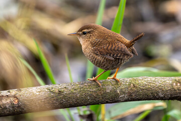 Zaunkönig am Boden auf der Futtersuche an einem Bach / Vogel