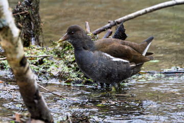 Teichralle oder Teichhuhn an einem Bach auf der Futtersuche