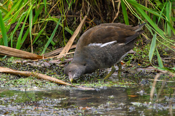 Teichralle oder Teichhuhn an einem Bach auf der Futtersuche