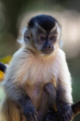 Adorable Hooded Capuchin in the Pantanal region of Brazil