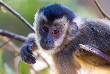 Adorable Hooded Capuchin in the Pantanal region of Brazil