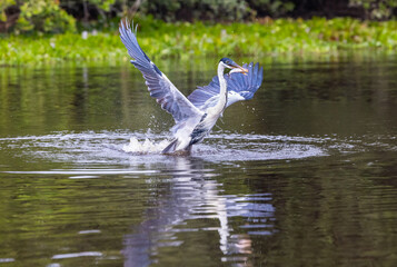 Cocoi Heron emerging from the water with a splash caught a fish holding it in its beak in Pantanal river of Brazil