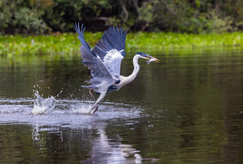 Cocoi Heron emerging from the water with a splash caught a fish holding it in its beak in Pantanal river of Brazil