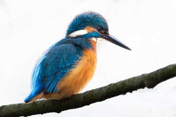 Eisvogel im Herbst auf einem Ast / Vogel / Kingfisher
