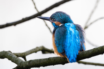 Eisvogel im Herbst auf einem Ast / Vogel / Kingfisher