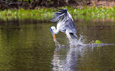 Cocoi Heron emerging from the water with a splash caught a fish holding it in its beak in Pantanal...