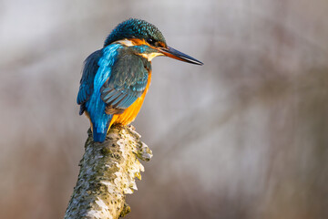 Eisvogel im Herbst auf einem Ast / Vogel / Kingfisher