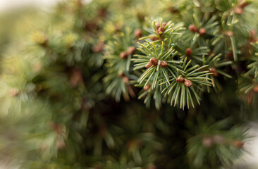 branch