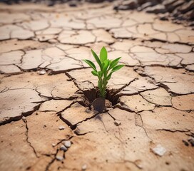 a single green shoot breaking through dry cracked earth, hope, underground, cracked earth