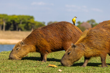 Capybara with a bird on the back grazing in the Pantanal wetlands in Brazil