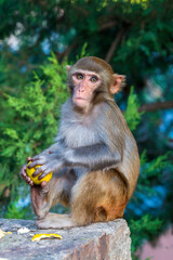 Fototapeta premium japanese macaque sitting on the stone