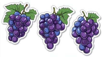 Close up view of fresh purple grape clusters with green leaves on the vine in a vineyard or winery setting