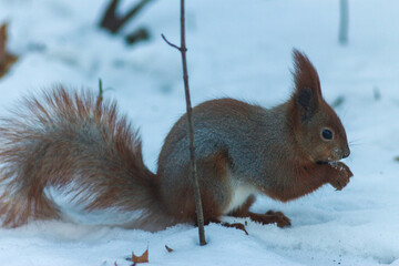 Squirrel in a Winter Forest