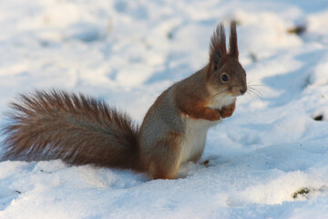 Squirrel in a Winter Forest
