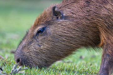 Capybara grazing in the Pantanal wetlands in Brazil