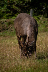 deer in the grass, Sri Lankan sambar deer eating grass