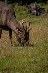 deer in the forest, Sri Lankan sambar deer eating grass