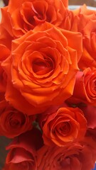 red roses background