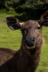 Sri Lankan sambar deer looking at camera
