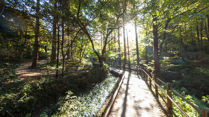 햇살이 비추는 숲 속 길