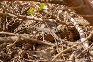 A big lizard in the gorge Barranco de Las Vacas, Gran Canaria - Spain