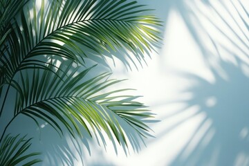 Obraz premium Tropical Palm Leaves Shadows on White Wall Minimalist Summer Concept