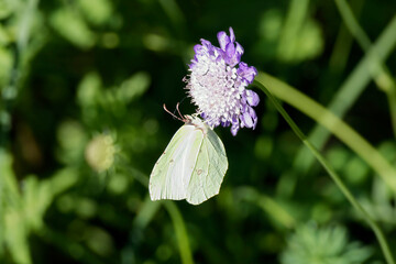 Common brimstone butterfly (Gonepteryx rhamni) sitting on a small scabious in Zurich, Switzerland