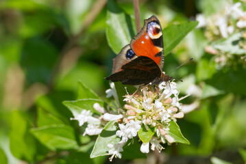European peacock butterfly (Aglais io) sitting on a white flower in Zurich, Switzerland
