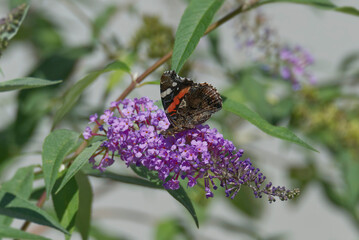 Red admiral butterfly (Vanessa Atalanta) perched on summer lilac in Zurich, Switzerland