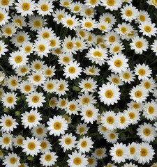 Numerous tiny white chrysanthemum buds, stark black background  Abstract floral , elegant, winter