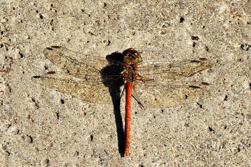 Vivid dragonfly resting on a concrete surface in the afternoon sunlight