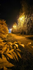 Soft golden lights illuminate a serene park pathway at night with vibrant foliage in autumn