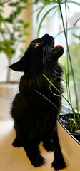 Black cat curiously gazing upwards while surrounded by green plants indoors during the day