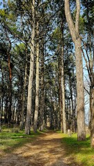 Walking path through tall pine trees on a sunny day in a serene forest setting