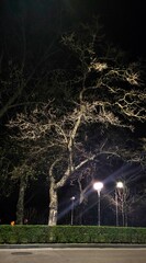 Beautiful night view of leafless trees under streetlights in a quiet park