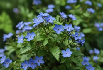Small blue flowers on a shrub against a green background, nature photography, small blue flowers, symphyotrichum
