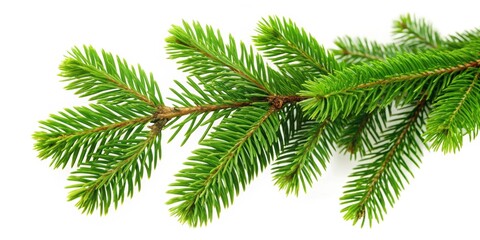 Branch of green fir tree, greenery, foliage, nature, forest, evergreen, pine, needles, Christmas, holiday, seasonal