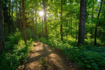 Obraz premium A tranquil pathway winds through a vibrant forest, with sunlight streaming through the tall trees, creating a peaceful atmosphere in the morning.