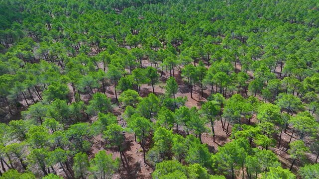 Pine forest in the surroundings of the Dehesa de Solanillos. Aerial view from drone. Molina Alto Tajo Geopark. Alto Tajo Natural Park. Guadalajara. Castile la Mancha. Spain. Europe
