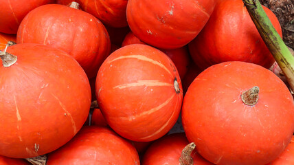 pumpkins on the market