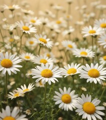 Soothing chamomile daisy fields on a warm beige background, flowers in field, relaxed atmosphere, chamomile