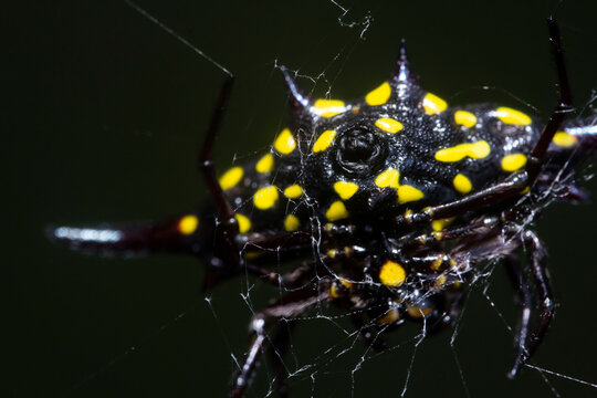yellow spcrab-like spiny orb-weaverider (Gasteracantha cancriformis) on black background