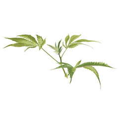 Cannabis Bud Flower. Marijuana legalize symbol.