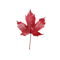maple leaf, solated on white background
